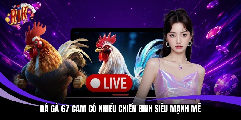 Đá gà 67 Cam có nhiều chiến binh siêu mạnh mẽ