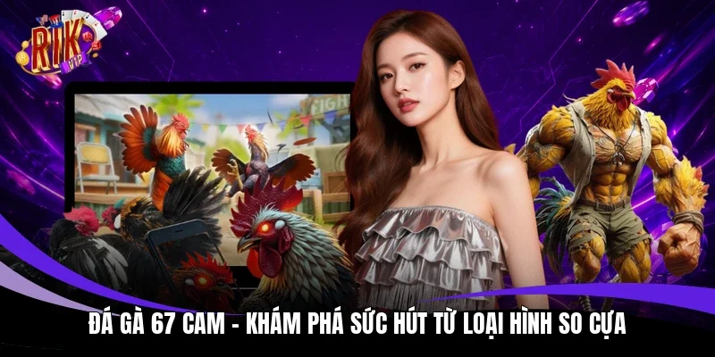 đá gà 67 Cam