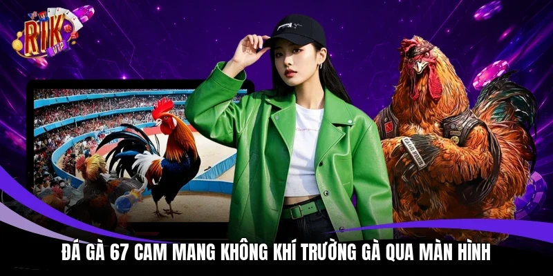 Đá gà 67 Cam mang không khí trường gà qua màn hình