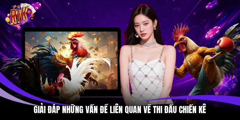 Giải đáp những vấn đề liên quan về thi đấu chiến kê