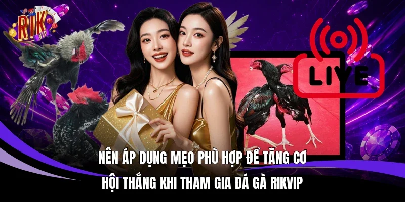 Nên áp dụng mẹo phù hợp để tăng cơ hội thắng khi tham gia đá gà Rikvip 